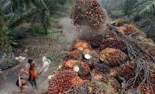Indonesia trước nguy cơ mất thị trường dầu cọ chục tỉ USD từ EU