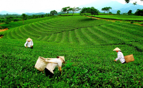 Phân bón ĐYT NPK Văn Điển: Góp phần nâng cao giá trị nông sản vùng Tây Bắc