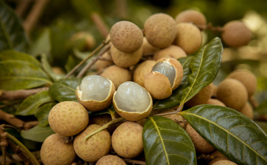 Vietnam Airlines tiếp tục đưa nhãn lồng Hưng Yên lên các chuyến bay