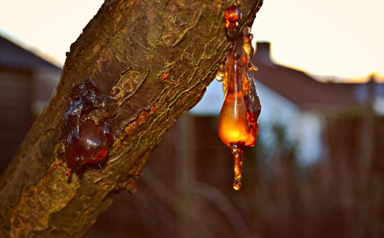 Chuyện chiều thứ 6: Giọt nhựa thông mầu hổ phách