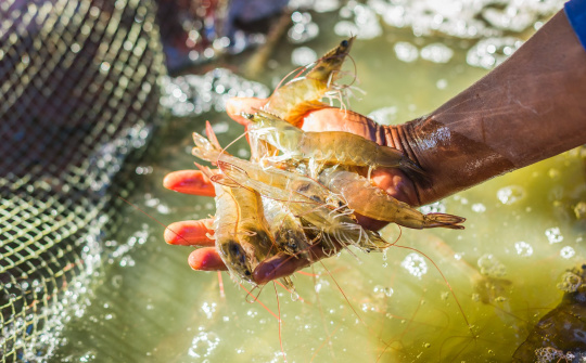 Tin vui cho ngành tôm: 30 doanh nghiệp Việt được áp thuế 0% khi xuất tôm sang Mỹ