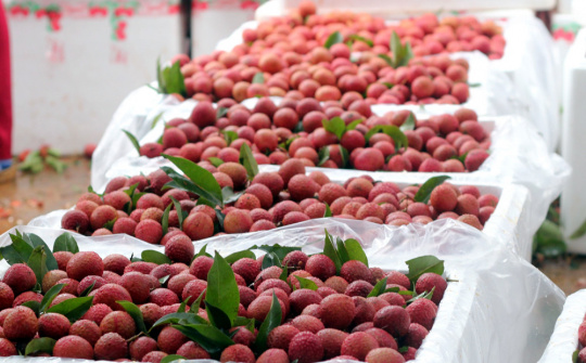 Thúc đẩy xuất khẩu hoa quả chính ngạch ngay từ doanh nghiệp