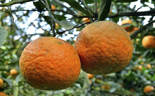 Nông dân trồng cam sành VIETGAP "ăn nên làm ra" nhờ loại phân bón này