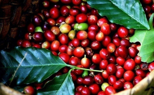 Theo đà tăng thế giới, giá cà phê trong nước hồi phục
