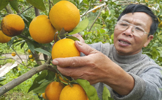 Mang lại hiệu quả kép, phân bón Văn Điển “cứu nguy” cho cây cam Nghệ An, Hà Tĩnh