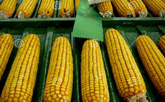 Thị trường nông sản thế giới biến động mạnh