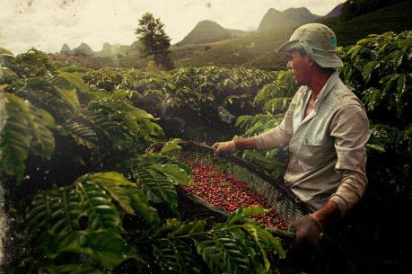 Brazil sẽ giảm 20,5% sản lượng cà phê trong năm 2019
