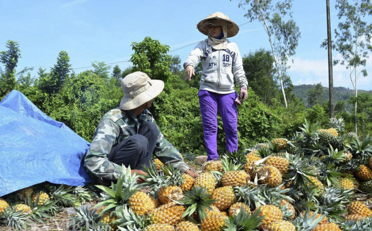 Phân bón Văn Điển giúp nông dân nâng lãi hàng chục triệu đồng mỗi hecta canh tác dứa