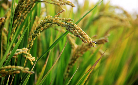 USDA dự báo sản lượng gạo toàn cầu niên vụ 2019/2020 giảm mạnh