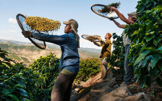 Áp lực dư cung khiến giá cà phê toàn cầu sụt giảm