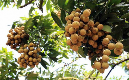 Nhãn Tiến Vua lên đường sang Australia