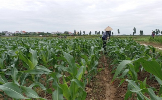 Năng suất ngô tăng hơn 20% nhờ sử dụng NPK Ninh Bình