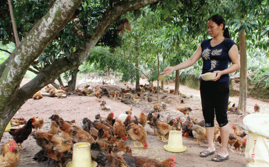 Vốn vay làm thay đổi cái nhìn với nhóm người dễ bị tổn thương