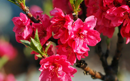 Vì sao người miền Bắc cắm cành đào ngày Tết