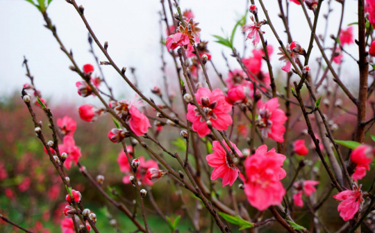 Cách đơn giản để chọn đào đẹp chơi Tết