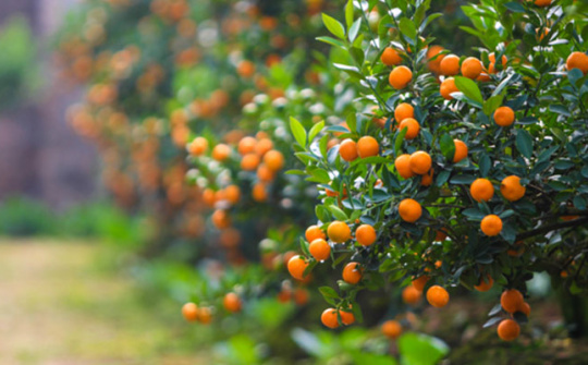 Ý nghĩa của cây quất ngày Tết