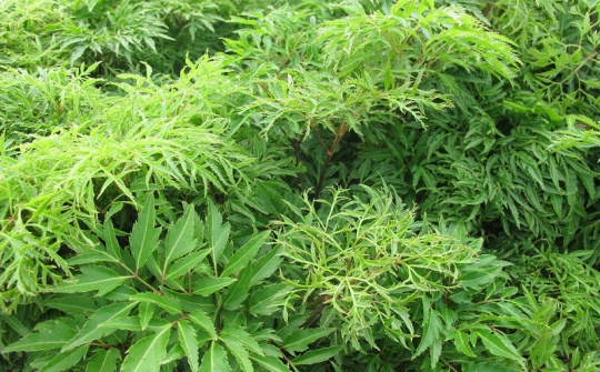 Nghiên cứu quá trình trích ly saponin triterpenoid tổng từ lá đinh lăng với sự hỗ trợ của kỹ thuật siêu âm