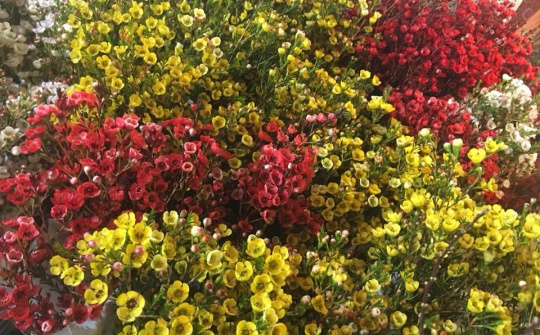 Điểm danh 6 loại hoa nhập ngoại tươi lâu chơi Tết