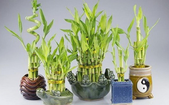 10 loại cây phong thủy mang tài lộc ngày Tết cho gia chủ
