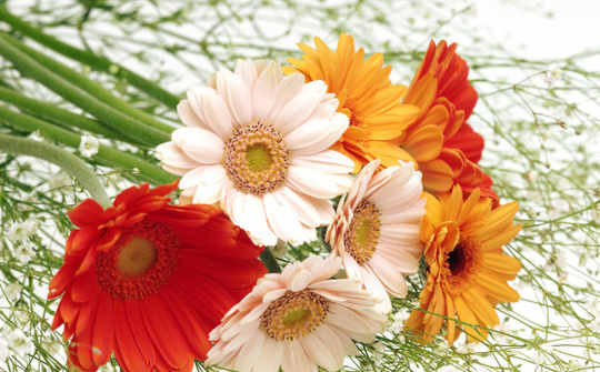 10 loại hoa nhất định phải mua trong dịp Tết