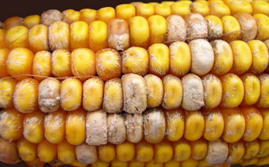 Mô hình ảnh hưởng của nhiệt độ và hoạt độ nước lên sự tốc độ tăng trưởng của Aspergillus flavus trên môi trường gạo