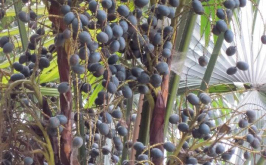 Béo ngậy quả cọ ỏm vùng đất Tổ