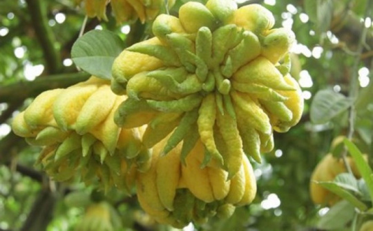 Vì sao quả phật thủ lại được săn lùng vào dịp Tết