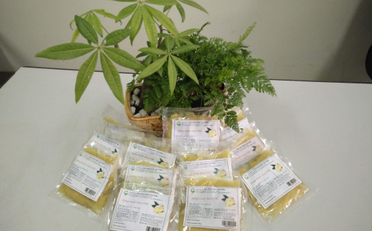 Nghiên cứu thành công công nghệ sản xuất bia Gừng và gừng lên men