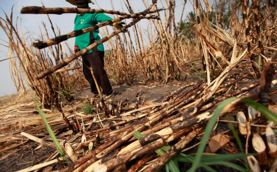 Bộ Công Thương chính thức điều tra chống lẩn tránh phòng vệ thương mại đối với đường mía Thái Lan