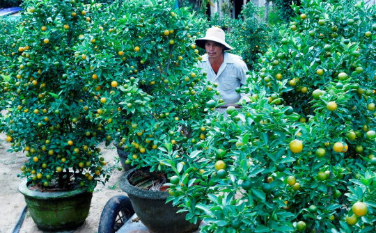Hoa Tết miền Trung được mùa, được giá