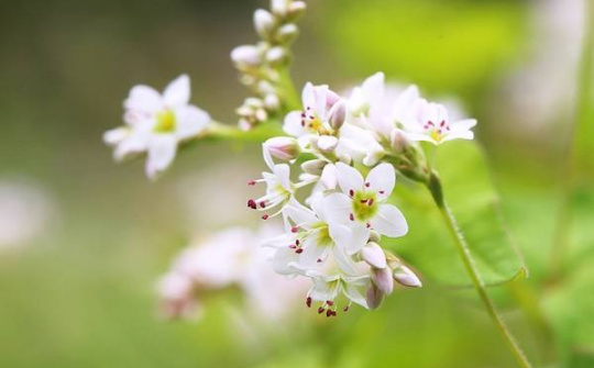 Gây thương nhớ hoa Tam giác mạch Hà Giang