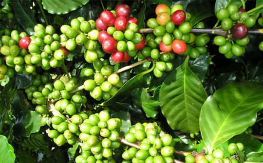 Điện Biên chú trọng phát triển sản xuất gắn với chế biến nông sản