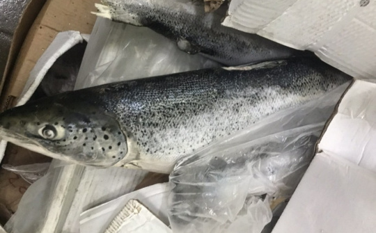 Chặn đứng 2,5 tấn cá hồi hết hạn sử dụng đang được tái chế