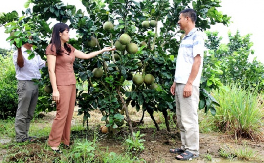 Điện Biên: Ứng dụng công nghệ cao vào phát triển nông nghiệp