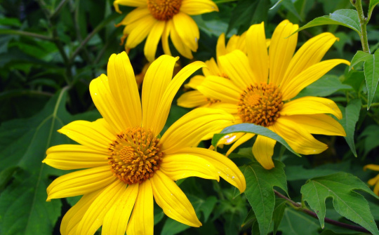 Đẹp ngất ngây hoa dã quỳ Đà Lạt