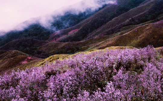 Tím lịm hoa Chi Pâu trên thiên đường mây Tà Chì Nhù