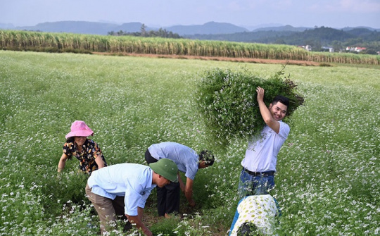 Chàng trai 23 tuổi làm nên tiền tỷ từ cây lá bỏ đi