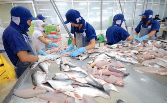 Hơn 130 doanh nghiệp cá tra Việt Nam tích cực xuất khẩu sang thị trường Trung Quốc