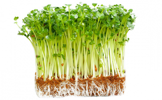 Khảo sát khả năng kiểm soát sâu bệnh hại của giấm tre trên cây cải xanh trồng hữu cơ tại nông trại Sen Việt