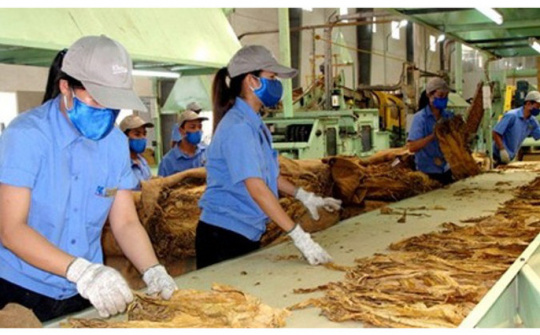 Giấy phép sản xuất thuốc lá có thời hạn 5 năm