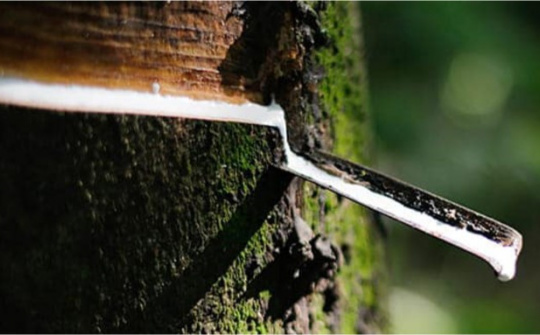 Dự báo giá cao su sẽ tiếp tục tăng trong 2 tháng cuối năm