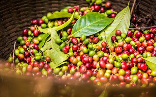 Xuất khẩu cà phê 10 tháng đạt hơn 2,3 tỷ USD