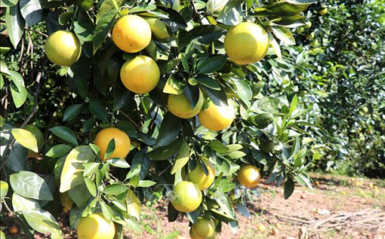 Xây dựng mô hình chuỗi cung ứng cam sạch của tỉnh Hà Giang