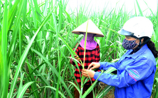 Thiết lập một môi trường cạnh tranh công bằng trên thị trường mía đường