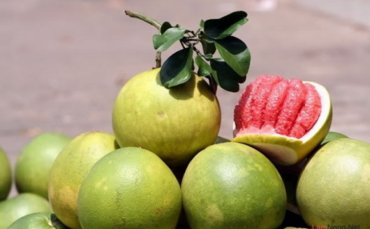 Giải pháp phát triển liên kết sản xuất - tiêu thụ bưởi da xanh tại huyện Thống Nhất, tỉnh Đồng Nai