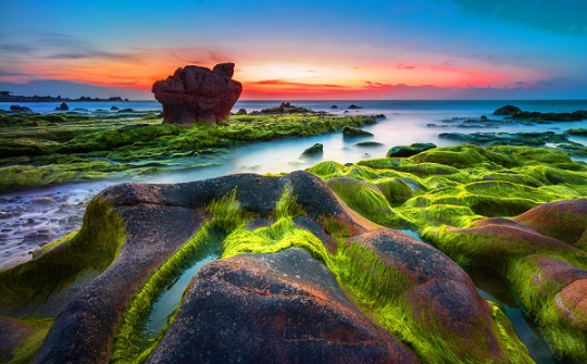 Săn rêu ở biển Cổ Thạch