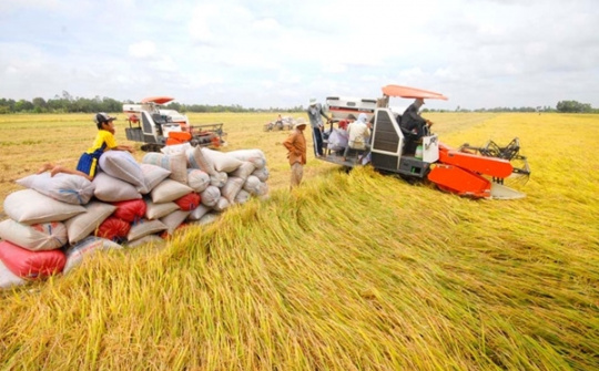 Nhiều thị trường tăng chào mua gạo Việt