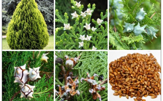 Hoạt tính kháng oxy hóa của cao chiết ethanol Trắc bá diệp (Thuja orientalis L.)