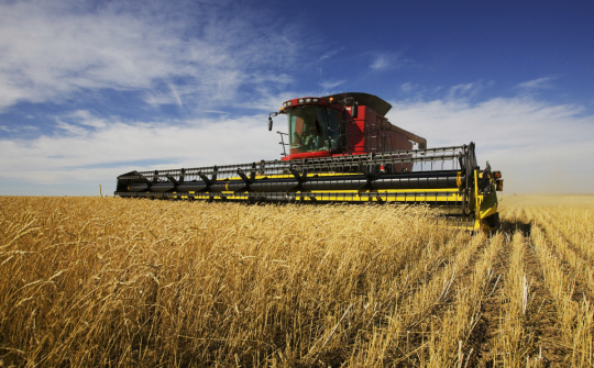 Tổng hợp diễn biến giá nông sản trên sàn CBOT ngày 12/2/2020