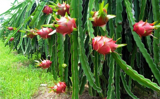 12 đơn vị kết nối thu mua trái thanh long Bình Thuận